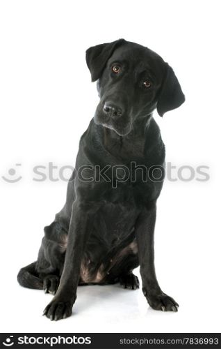 purebred labrador retriever in front of a white background