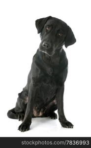 purebred labrador retriever in front of a white background