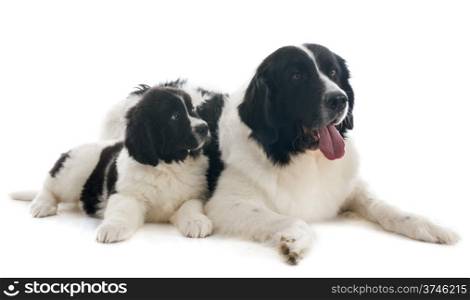 purebred landseer dogs in front of white background