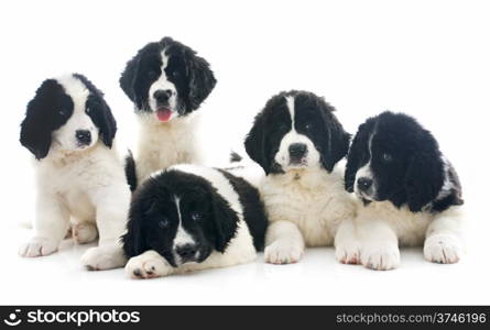 purebred landseer puppies in front of white background