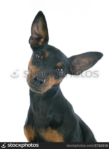 purebred miniature pinscher in front of white background