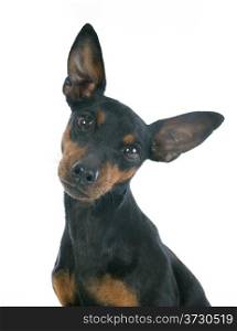 purebred miniature pinscher in front of white background