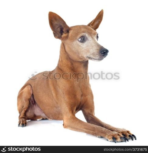 purebred miniature pinscher in front of white background