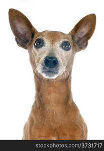 purebred miniature pinscher in front of white background