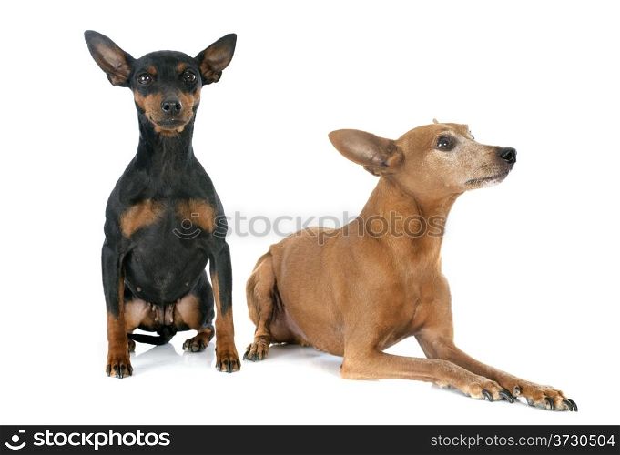 purebred miniature pinschers in front of white background