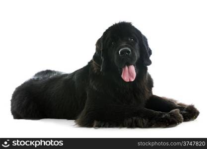purebred newfoundlan dog in front of white background