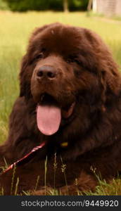 Purebred Newfoundland dog breed resting on a hot summer day.