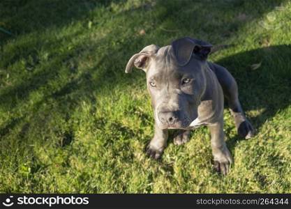 Purebred pedigree Pit Bull stands in the grass soaking up the sun