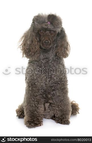 purebred poodle in front of white background