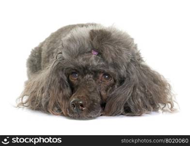 purebred poodle in front of white background