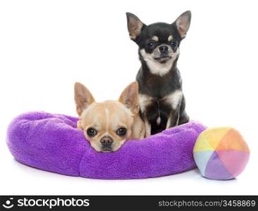 purebred puppies chihuahua in front of white background