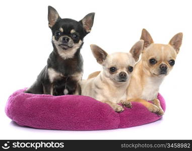 purebred puppies chihuahua in front of white background