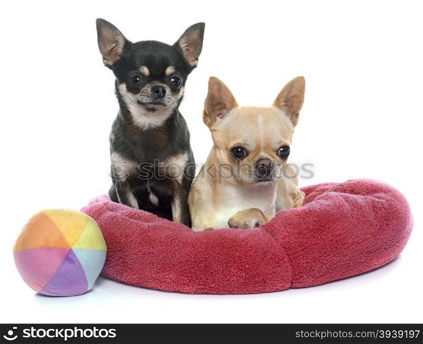 purebred puppies chihuahua in front of white background