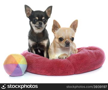 purebred puppies chihuahua in front of white background