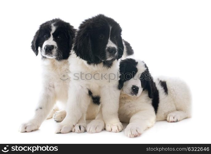 purebred puppies landseer in front of white background
