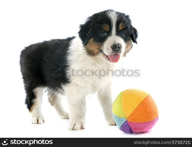 purebred puppy australian shepherd and ball in front of white background
