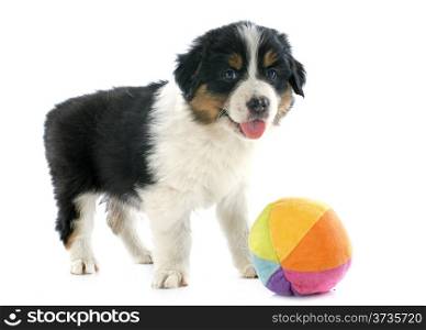 purebred puppy australian shepherd and ball in front of white background