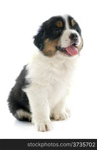 purebred puppy australian shepherd in front of white background