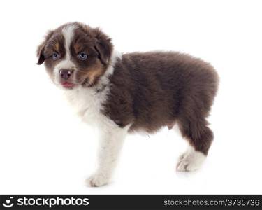purebred puppy australian shepherd in front of white background