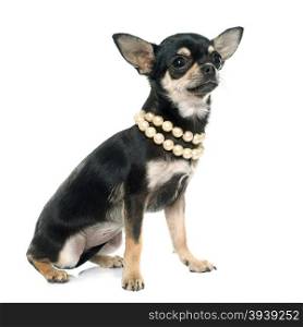 purebred puppy chihuahua in front of white background