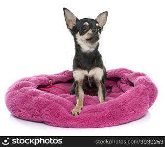 purebred puppy chihuahua in front of white background