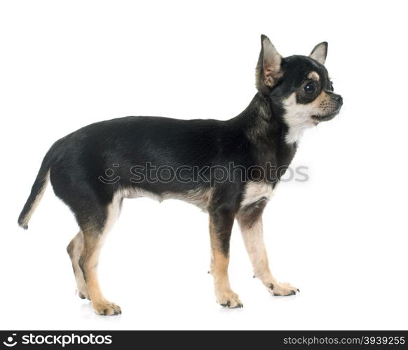 purebred puppy chihuahua in front of white background