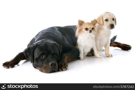 purebred puppy labrador retriever, chihuahua and rottweiler in a studio