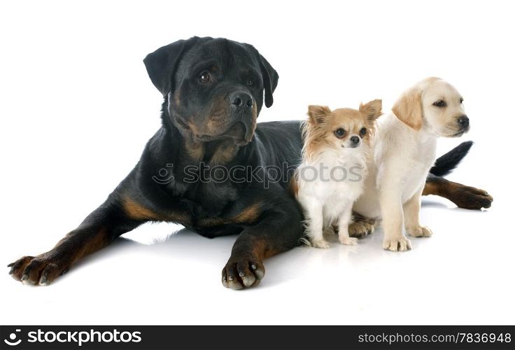 purebred puppy labrador retriever, chihuahua and rottweiler in a studio