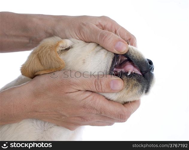 purebred puppy labrador retriever in a studio