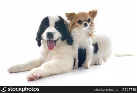 purebred puppy landseer and chihuahua in front of white background