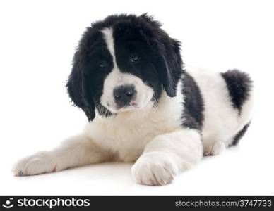 purebred puppy landseer in front of white background