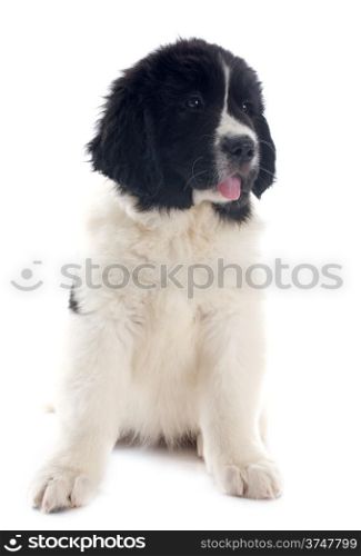 purebred puppy landseer in front of white background