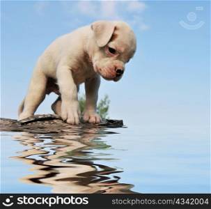 purebred puppy white boxer with his reflection in the water