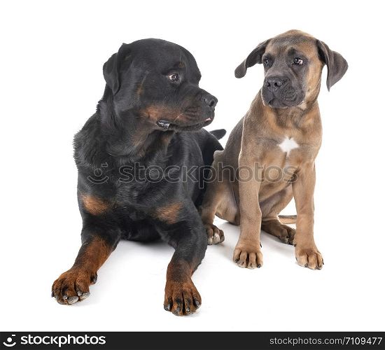 purebred rottweiler and cane corso in front of white background