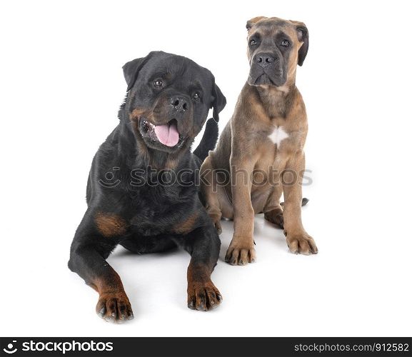 purebred rottweiler and cane corso in front of white background