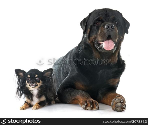 purebred rottweiler and chihuahua in front of white background