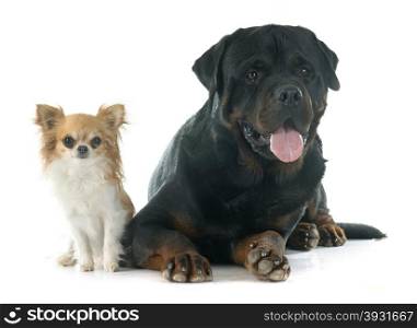 purebred rottweiler and chihuahua in front of white background