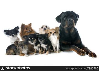 purebred rottweiler and little dogs in front of white background