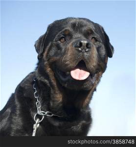 purebred rottweiler in front of a blue sky