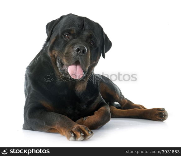 purebred rottweiler in front of white background