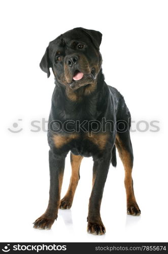 purebred rottweiler in front of white background