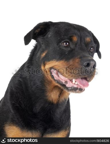 purebred rottweiler in front of white background