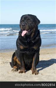 purebred rottweiler is sitting on the beach