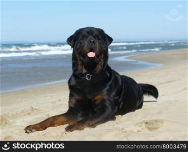 purebred rottweiler laid down on the beach