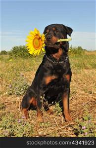 purebred rottweiler sitting in a field with a sunflower