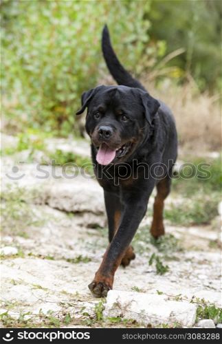 purebred rottweiler walking in the nature in autumn