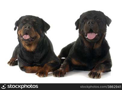 purebred rottweilers in front of white background