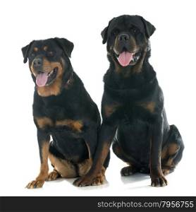 purebred rottweilers in front of white background