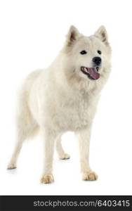 purebred Samoyed in front of white background