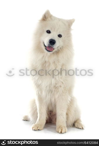 purebred Samoyed in front of white background